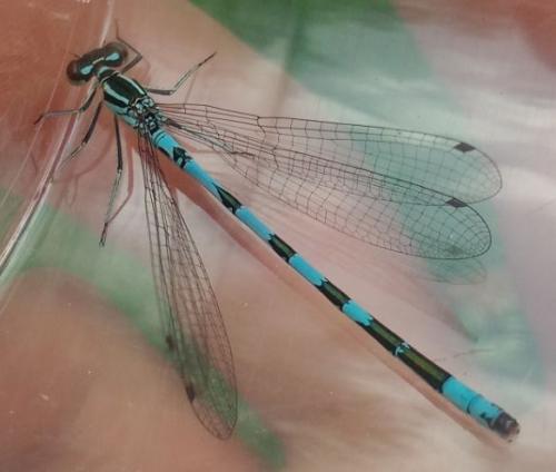 Réf. 302 805 : Coenagrion hastulatum